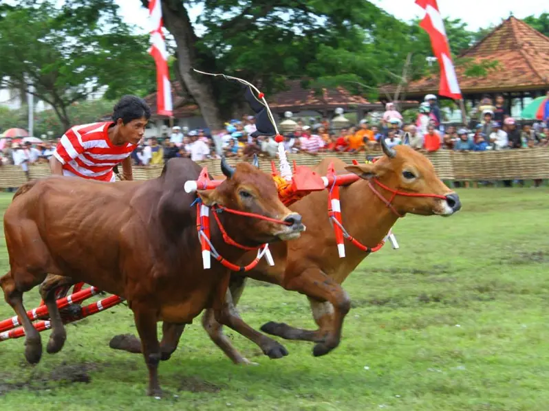 A group of people watching a bull race during their adventurous expedition.