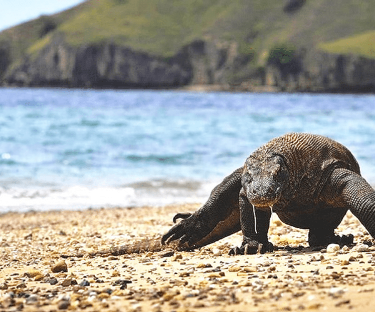 A large komodo lizard walking on the beach.